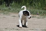 PARSON RUSSEL TERRIER 114